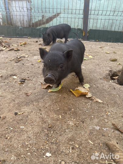 Мини micro пиги