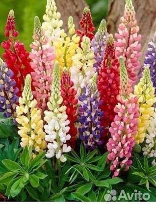 Люпин многолетник