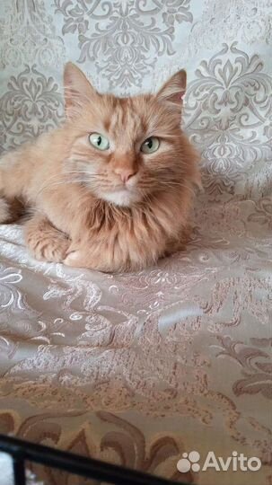 В добрые руки