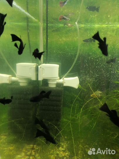 Аквариумные рыбки