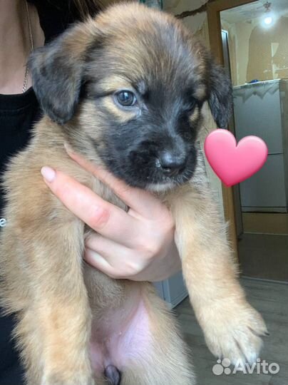 Щенок девочка