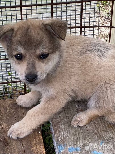 Щенки в добрые руки