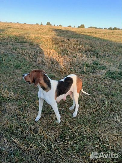 Продаются щенки русской пегой гончей