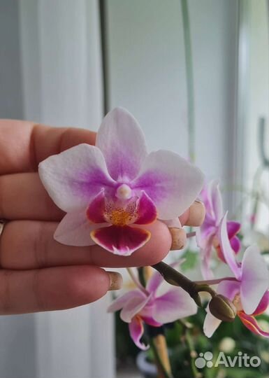 Орхидея