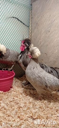 Яйцо, цыплята, куры несушки, петухи