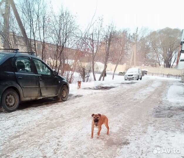 Щенки в добрые руки