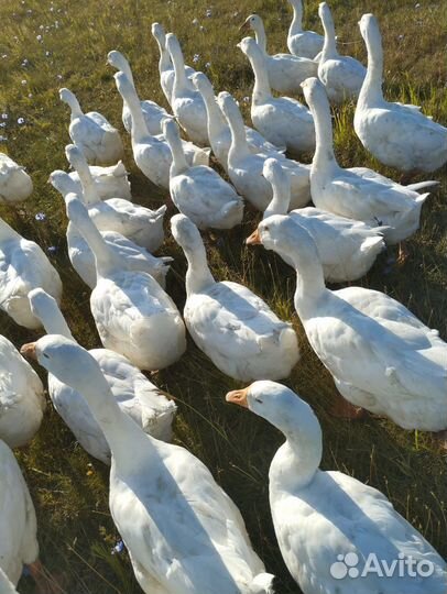 Продам Гуси