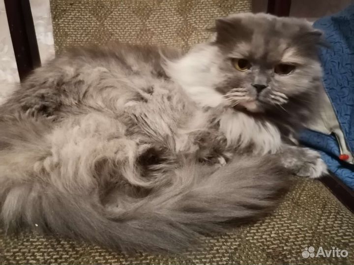 Британская вислоухая кошка
