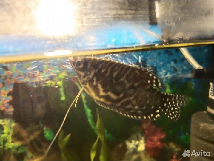 Грот для аквариума большой