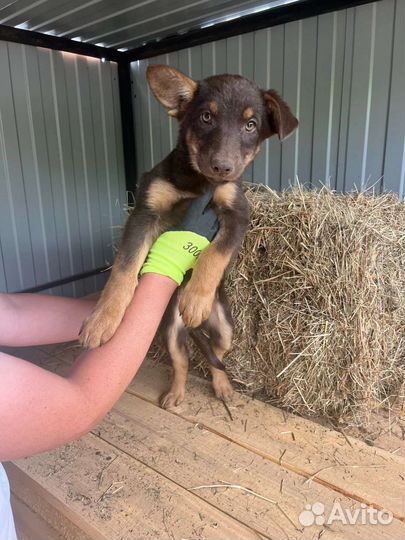 Щенок в добрые руки