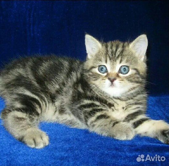 Котенок Бусина