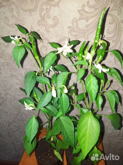 Язык Дракона