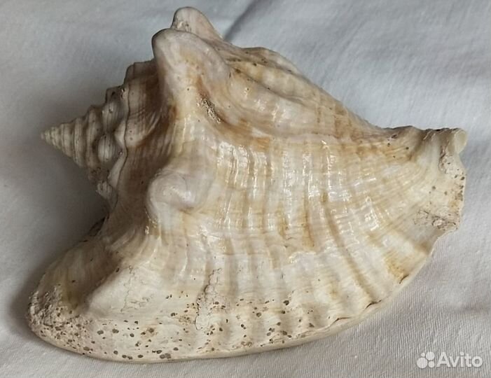 Ракушки морские из СССР цена большой рапан