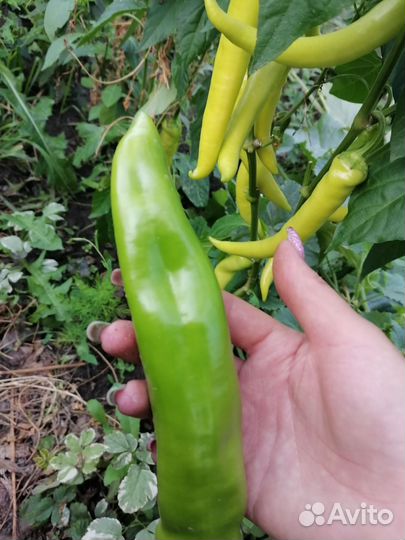 Семена перцев (очень острого)