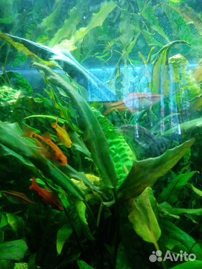 Аквариумные растения