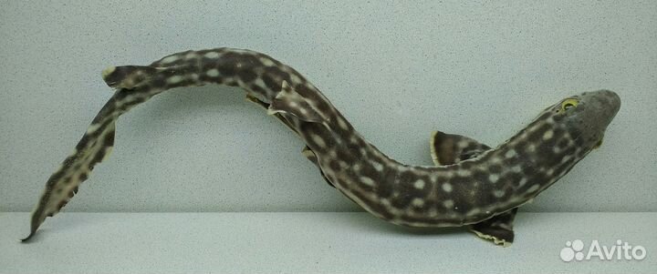 Акула 44,4 морской сувенир подарок