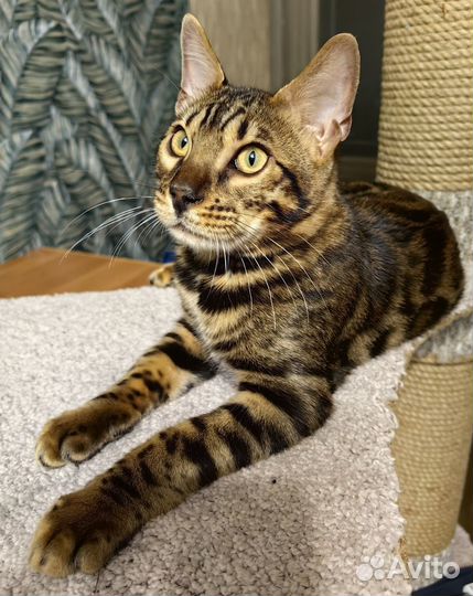 Бенгальская кошка