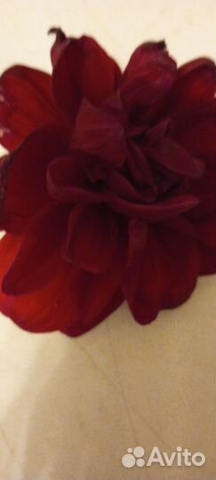 Георгины клубни