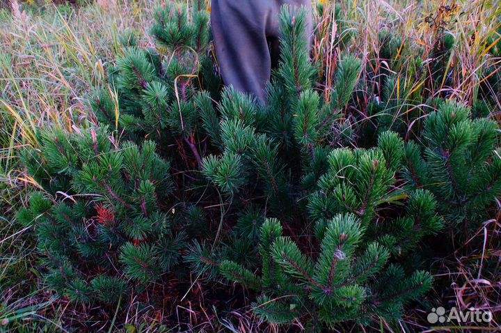 Сосна горная мугус