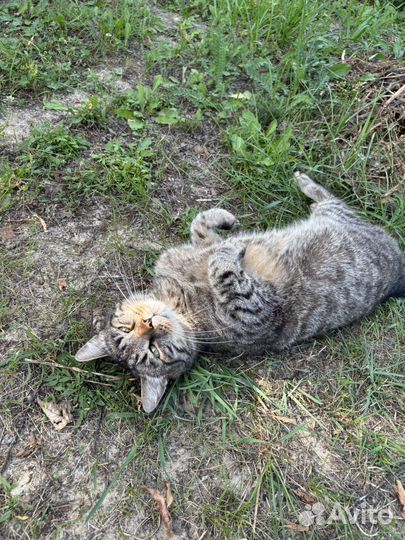 Кот в добрые руки