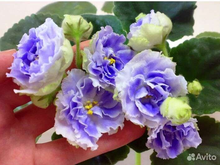 Излишки Листики, стартеры, фиалки