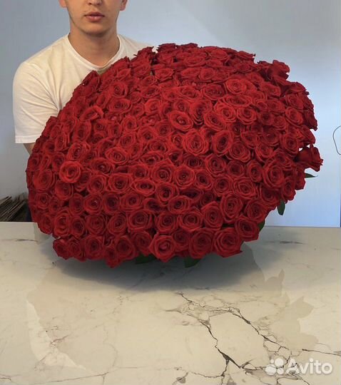101 роза. 151 роза. Красная роза. Высокие розы