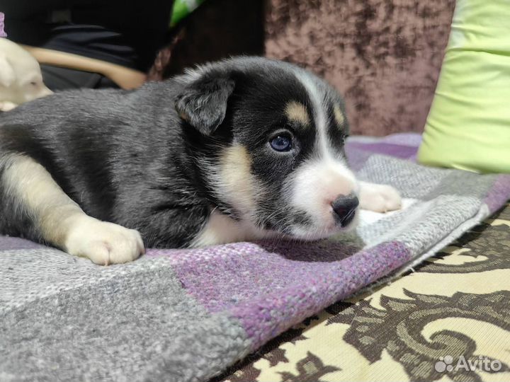 Щенки Лайки