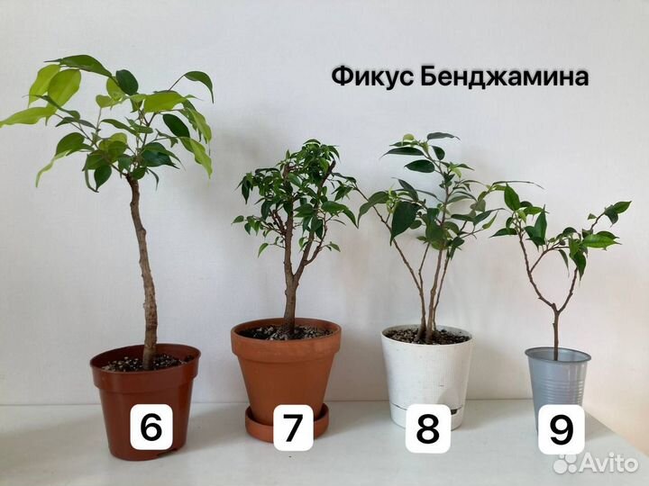 Комнатные растения