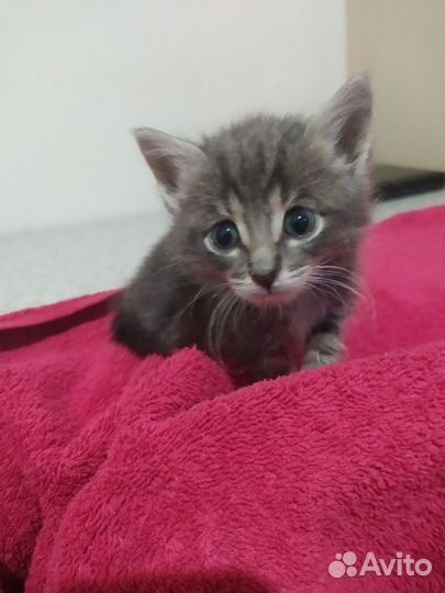 Котёнок