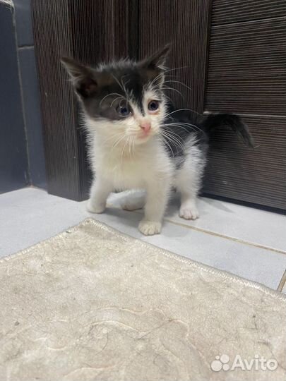 Котёнок девочка