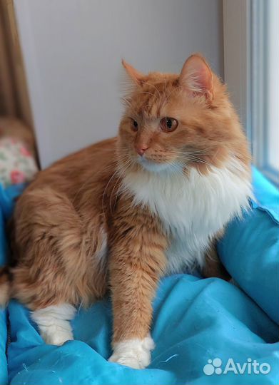 Крупный рыжий котик Виктор мечтает о доме