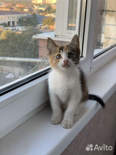 Кошечка в добрые руки