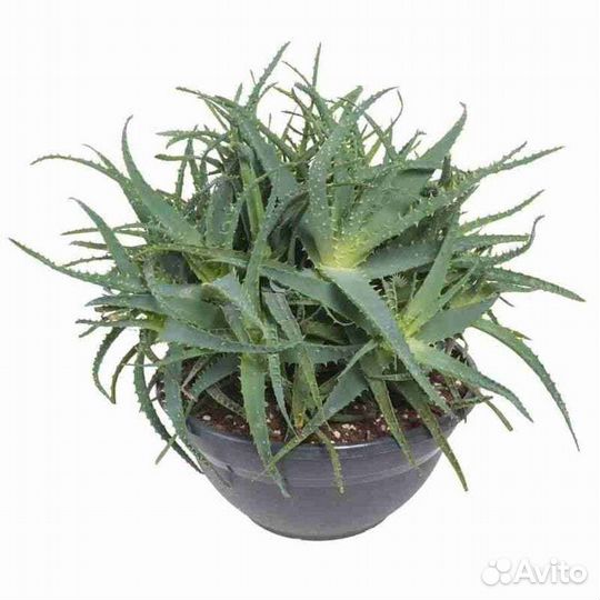 Алоэ декабрист