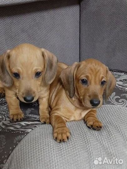 Такса Щенки