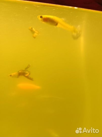 От дам гуппи рыбок