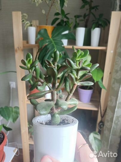 Толстянка Крассула хоббит