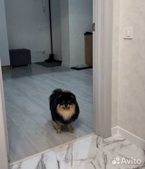 Вязка-Померанский шпиц