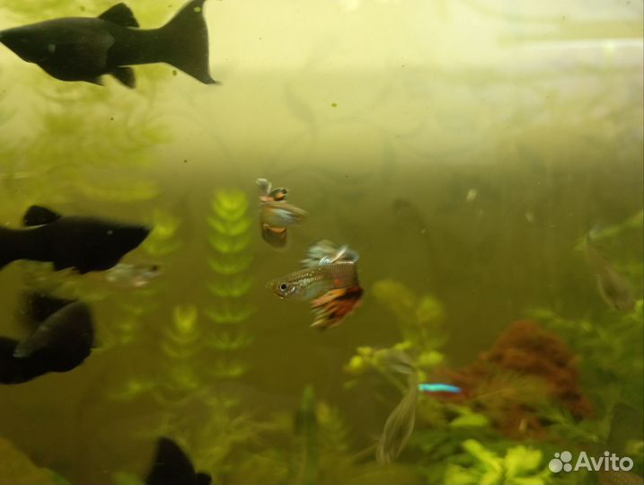 Мальки гуппи
