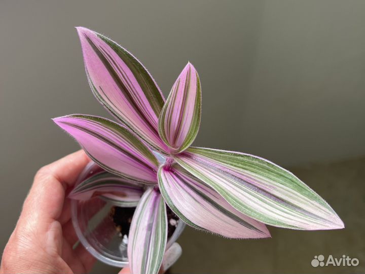 Традесканция сортовая. Обновление 12.08
