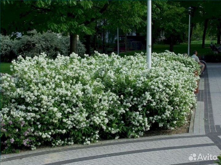Спирея Альбифлора
