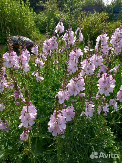Многолетники, цветущие в июле