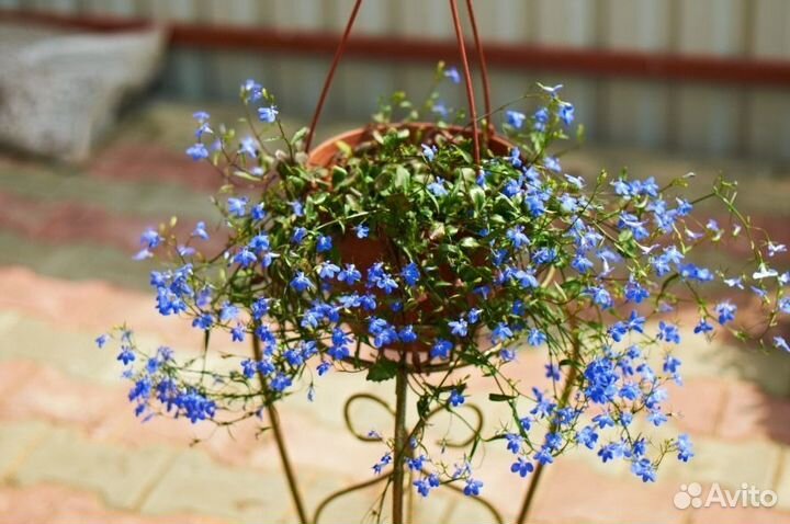 Рассада цветов и овощей