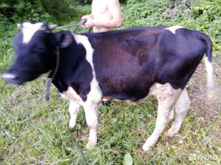 Бычки и быки на мясо