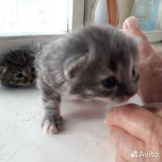 Котята