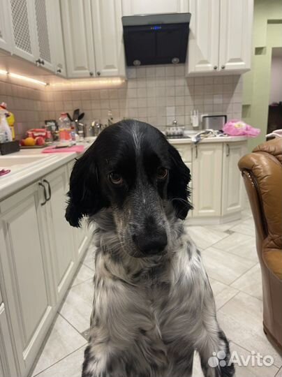 Вязка Русский охотничий спаниель