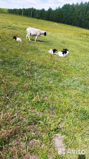 Овцы дорпер