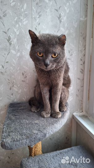 Кот в добрые руки