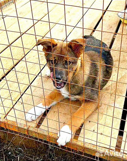 Отдам в добрые руки