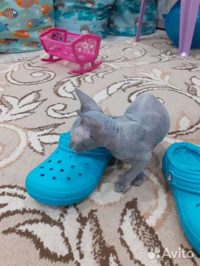Котята сфинкс