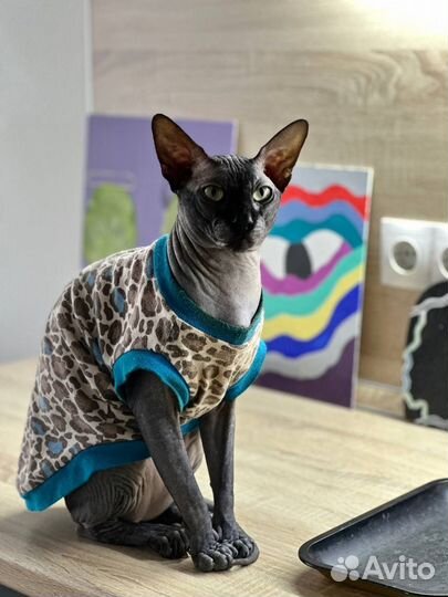 Вязка с котом Сфинкс Канадский